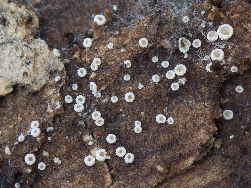 Episphaeria fraxinicola